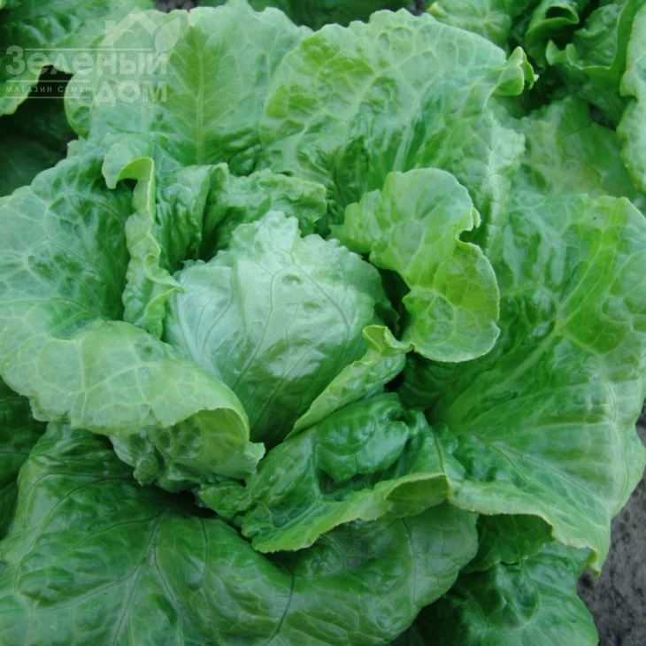 Галандер / Galander фото 1