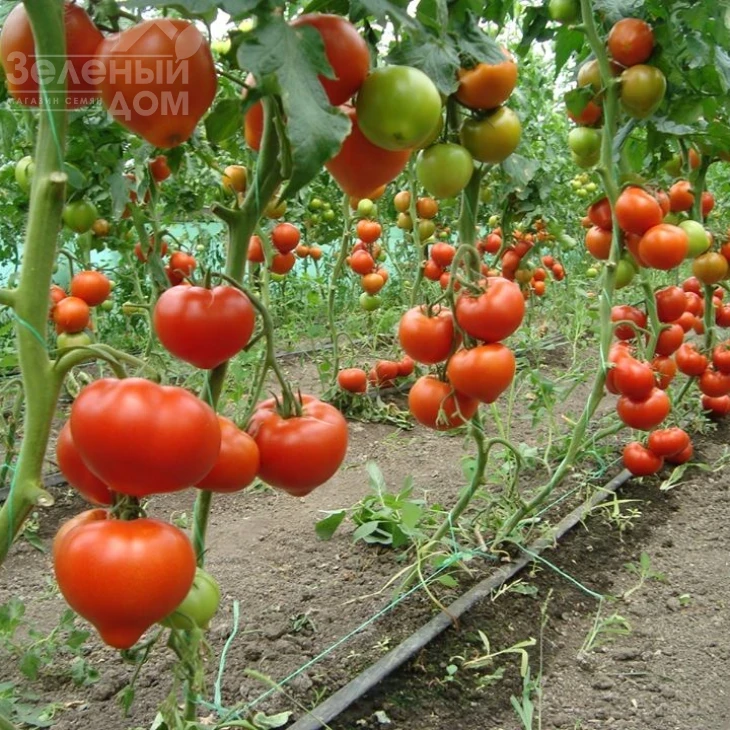 Беллфорт F1 / Bellfort F1,90-100 дней фото 2