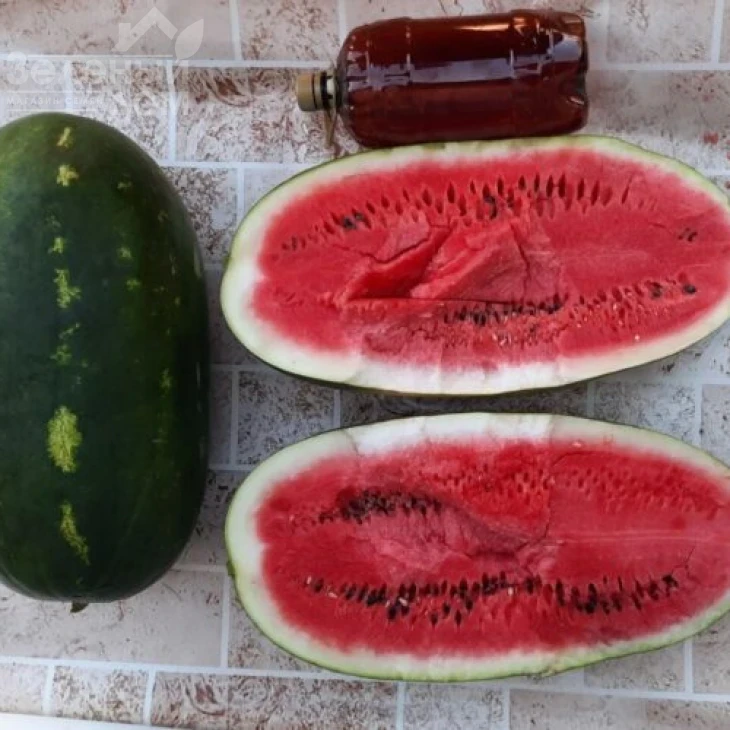 Виллинг F1 / Villing F1, 70 дней фото 2