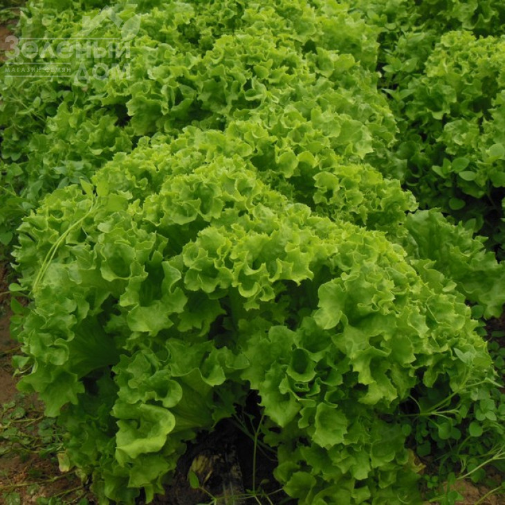 Ілема / Ilema фото 1