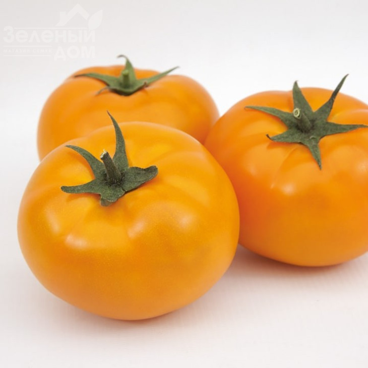 Ямамото F1 (KS 10 F1) / Yamamoto F1 (KS 10 F1),105-115 днів фото 1