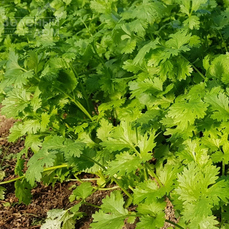 Марино / Marino,40-45 дней фото 2