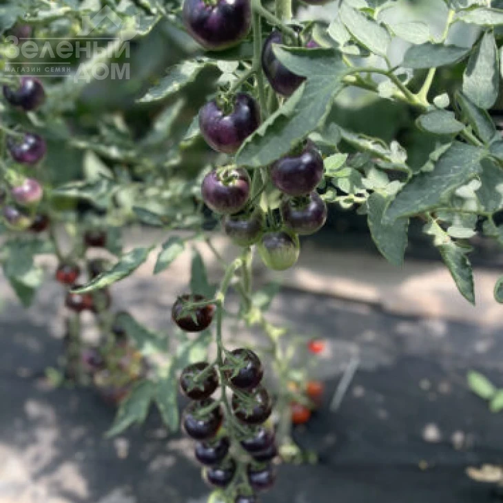 Литл Рок F1 / Little Rock F1, 95 дней фото 3