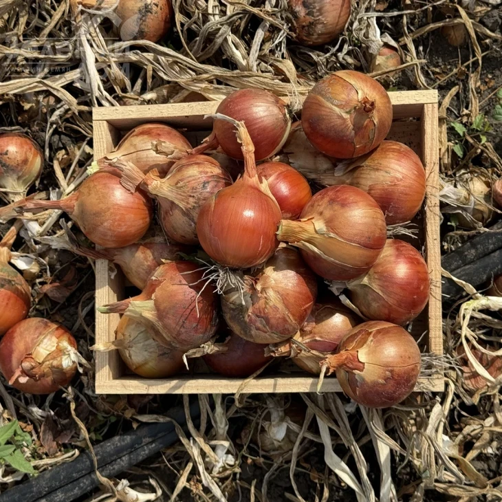 005 F1 / 005 F1, 100-105 дней фото 1