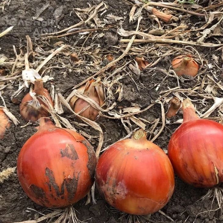 Дункан F1 / Dunkan F1 фото 1