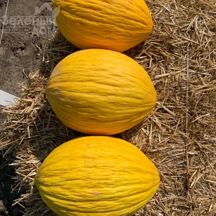 Эгназио F1 / Egnazio F1,65-70 дней фото 1