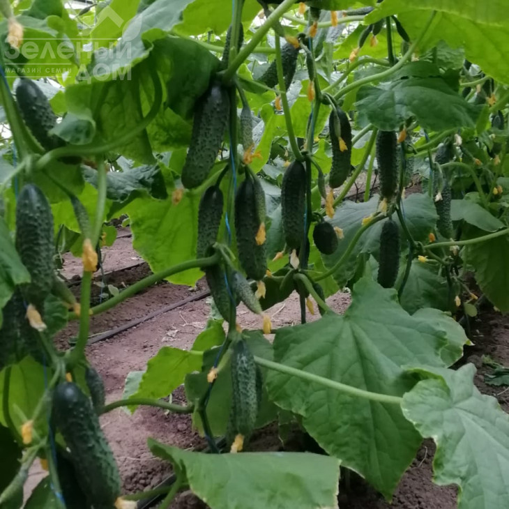 Балінт F1 / Balinte F1 фото 3