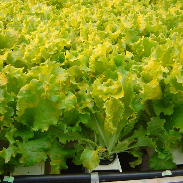 Перл Джем / Perl Jem фото 2