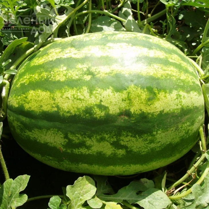 Мэдисон F1 / Medison F1,64-68 дней фото 2