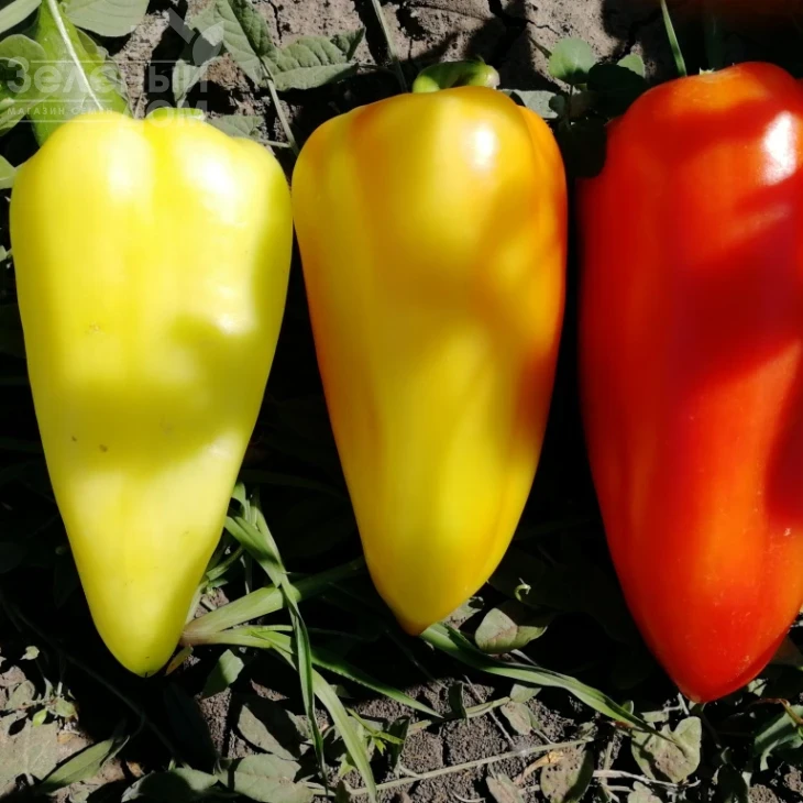 Амур F1 / Amour F1 фото 3