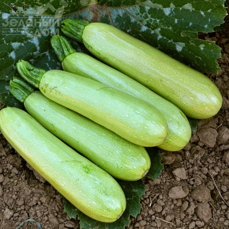 Теренум F1 / Terenum F1, 42 дня фото 1