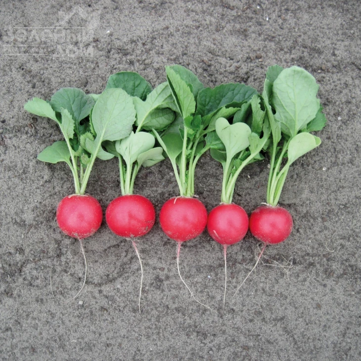 Лаурелла F1 / Laurella F1, 23-25 дней фото 1