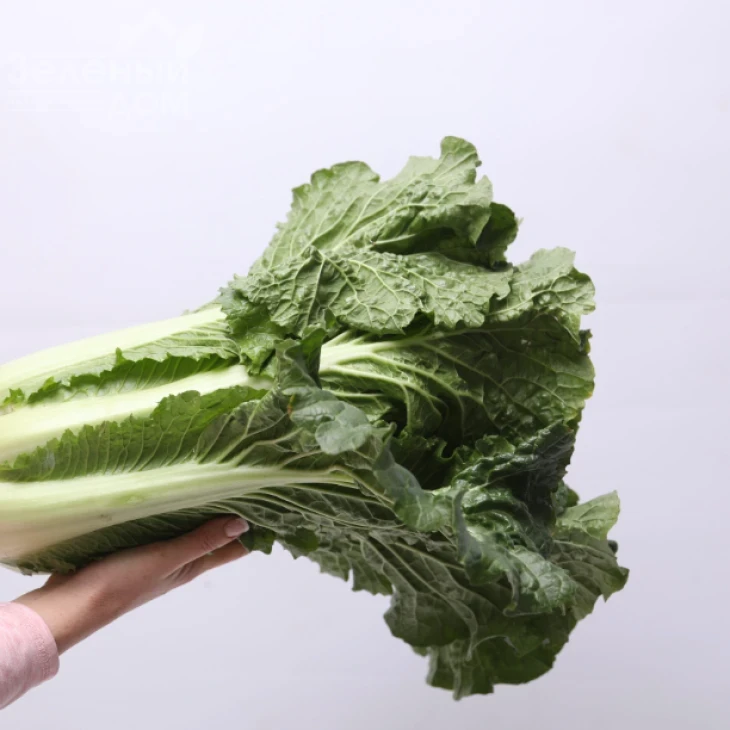 Примадонна F1 / Primadonna F1  фото 2