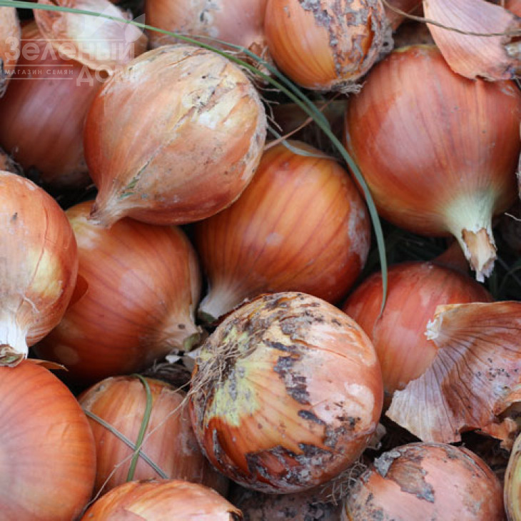 Вуельта F1 / Vuelta F1,130 днів фото 1