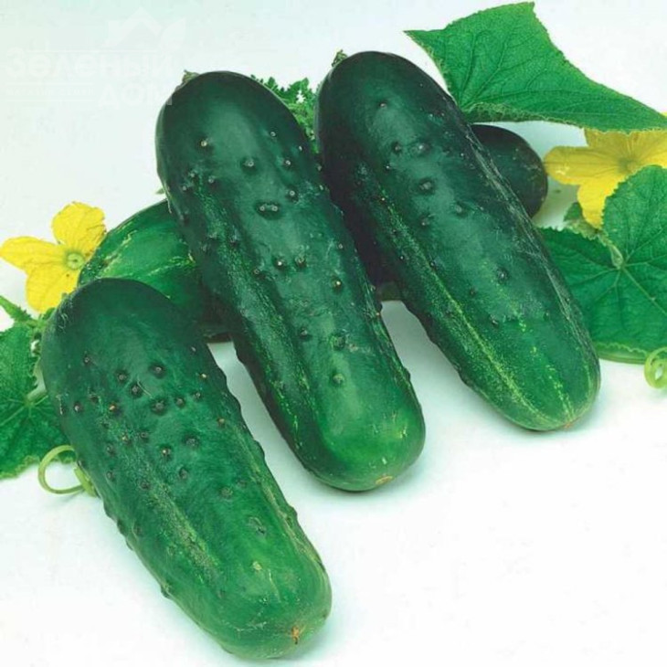 Октопус F1 / Octopus F1,45-48 днів фото 2