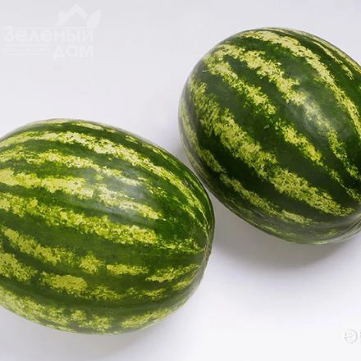 Топ Ган F1 / Top Han F1,62-64 дня фото 1