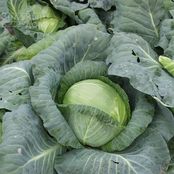 Кубок F1 / Kubok F1,85-90 дней фото 2