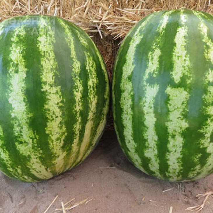 Авалон F1 / Avalon F1,62-65 днів фото 3