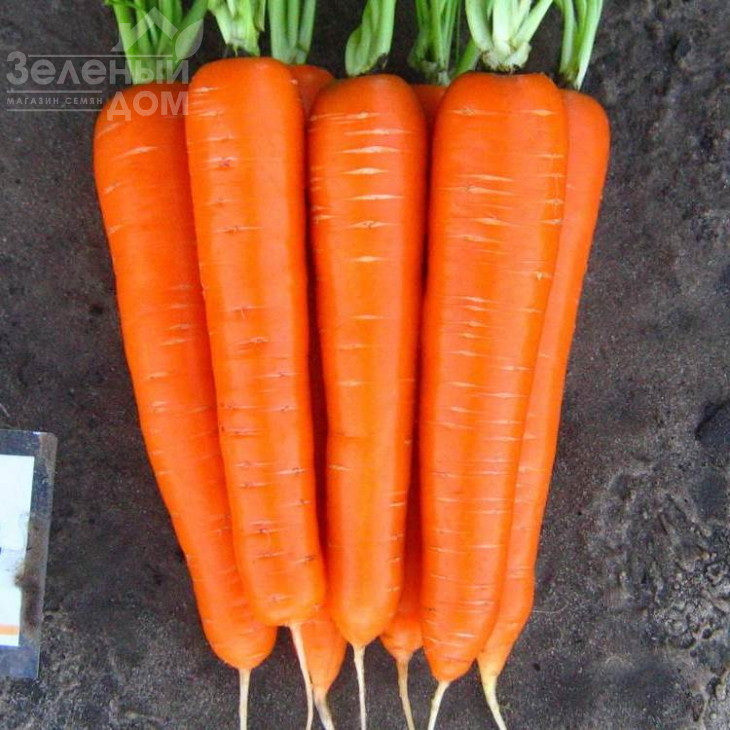 Лагуна F1 / Laguna F1,60-65 днів фото 2