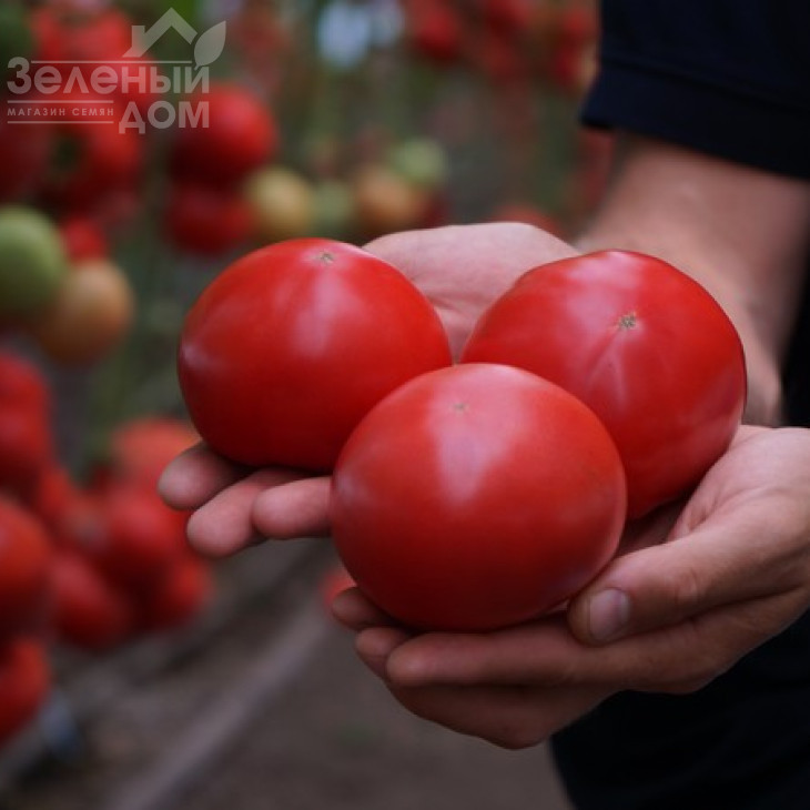 Макан F1 / Macan F1,55 днів фото 7