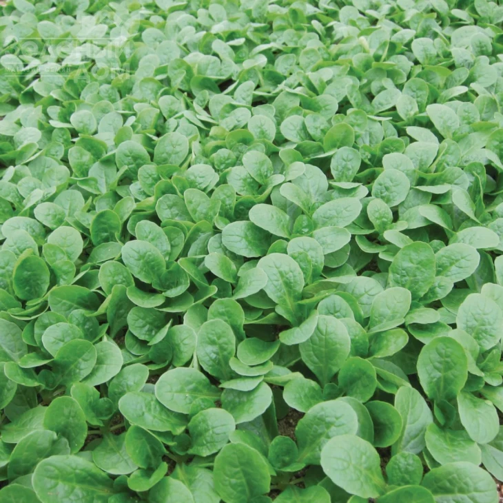 Бонвита / Bonvita фото 3