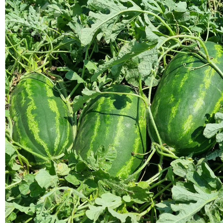 Ілювіум F1 / Iliyuvium F1, 70-75 днів фото 1