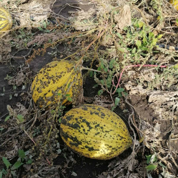 Кіркаач 637 / Kirkaach 637 фото 3