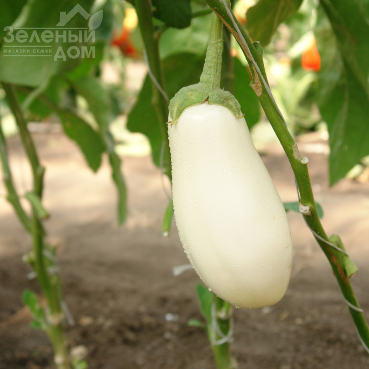 Бібо F1 / Bibo F1,50-55 днів фото 6