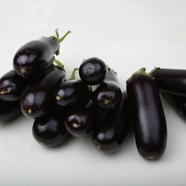 Морис F1 (LS 1322) / Moris F1 (LS 1322),83-87 дней фото 2