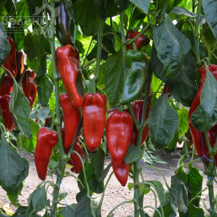 Каптур F1 / Kaptur F1,70-75 днів фото 5