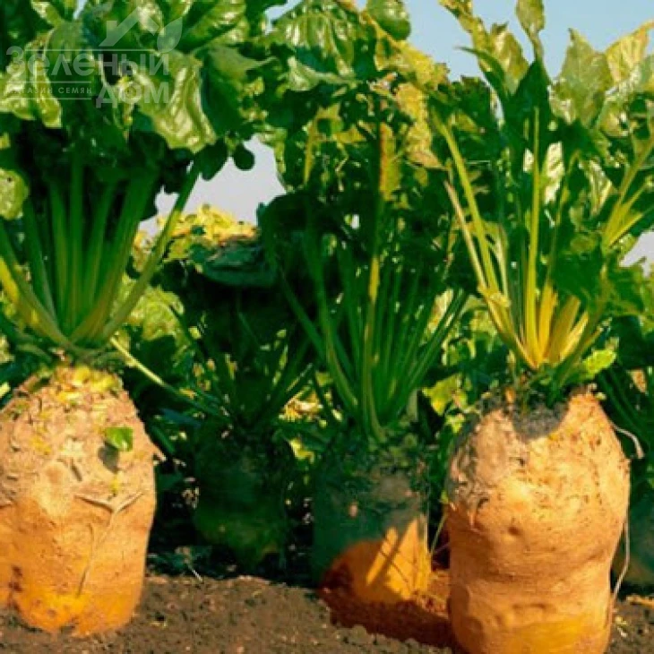 Урсус / Ursus фото 1