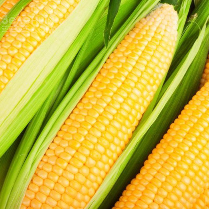 Харді F1 (SH2) / Hardi F1 (SH2),78-79 днів фото 2