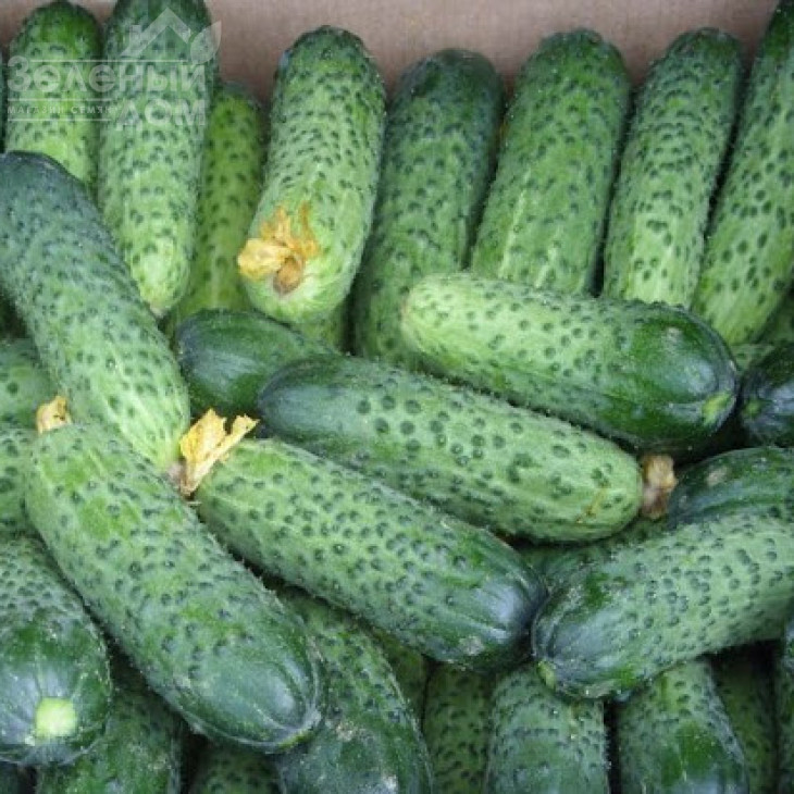 Нейліна F1 / Neylina F1,40-45 днів фото 1