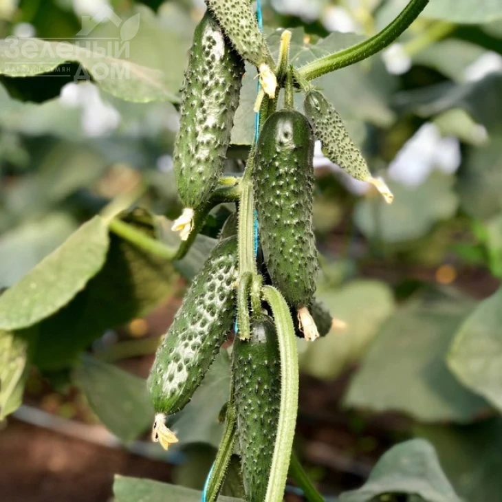 Северин F1 / Sewerin F1,32-35 дней фото 1