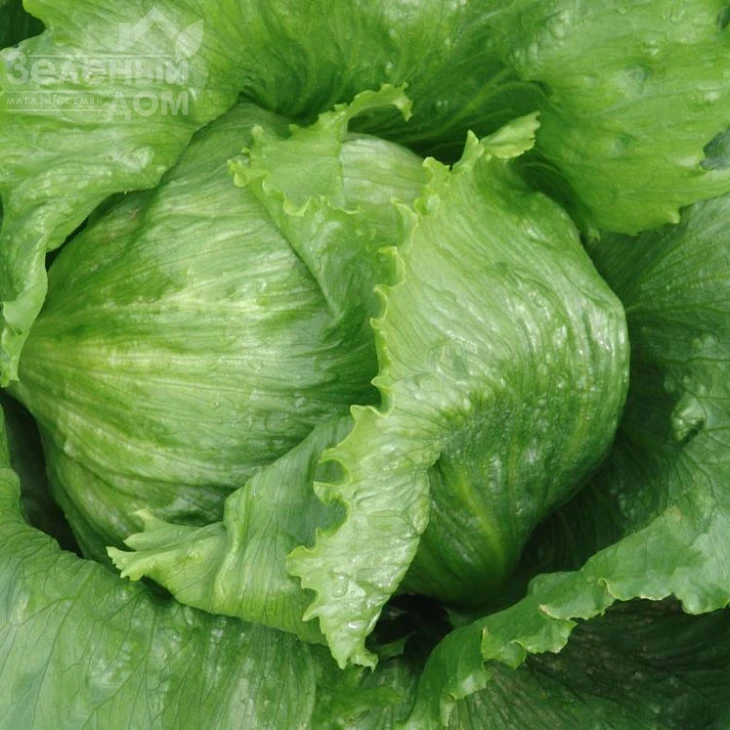 Медимо / Medimo фото 1