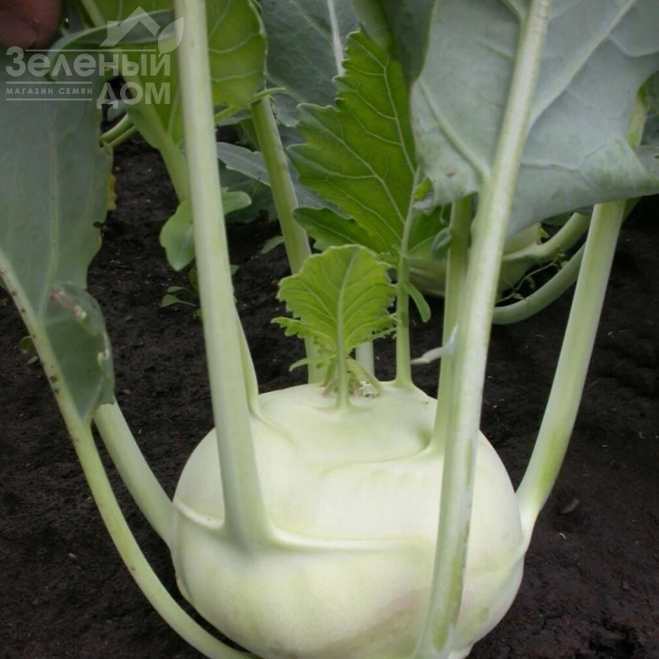 Дворана / Dvorana,40-50 днів фото 1