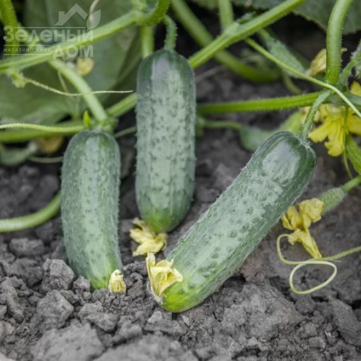 Проликс F1 / Proliks F1,40-42 дня фото 1
