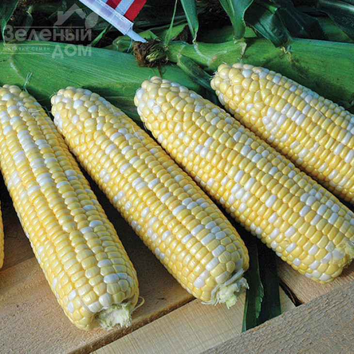 Камберленд F1 / Cumberland F1,76-77 днів фото 1