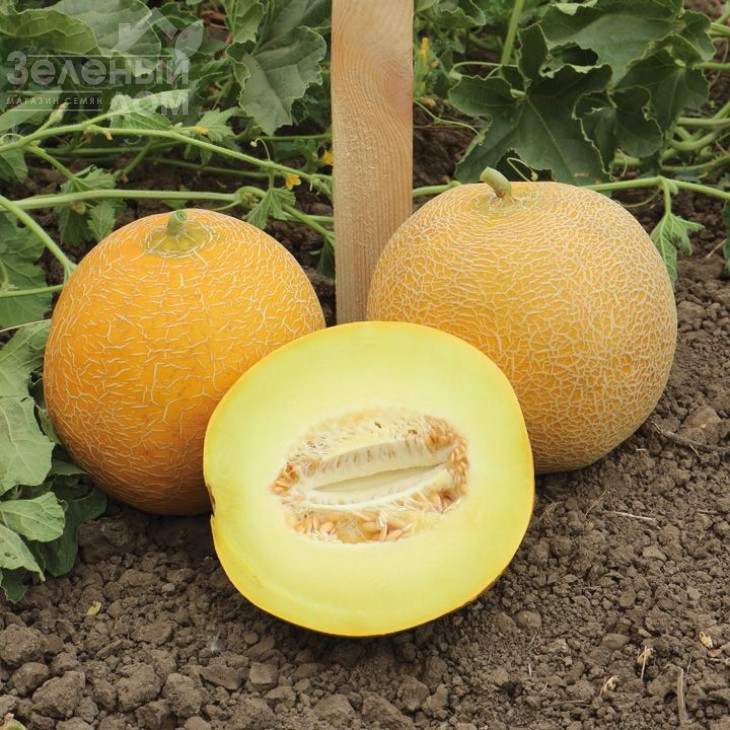 Ванда F1 (КС 517 F1) / Vanda F1 (KS 517 F1), 55-60 днів фото 1