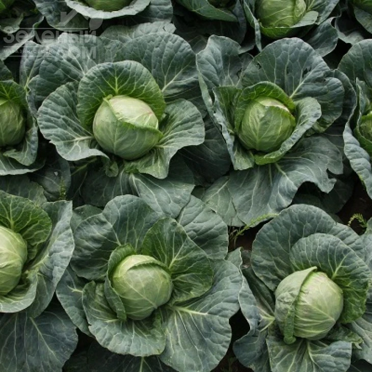 Адаптор F1 / Adaptor F1,115-125 дней фото 3