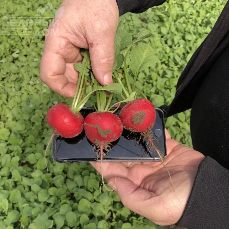 Бодиам F1 / Bodiam F1,20-25 дней фото 3