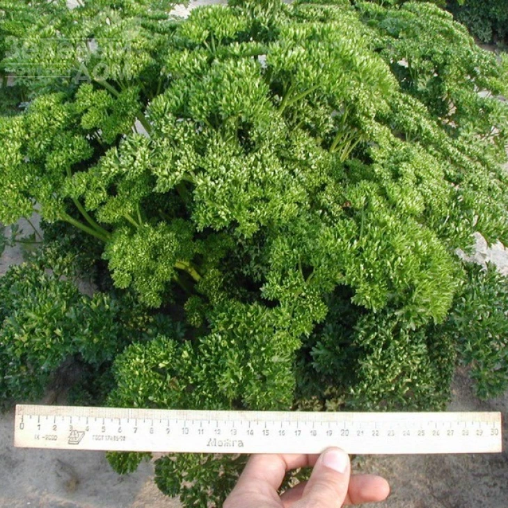 Фрисе (Робуст) / Frise (Robust),30-45 дней фото 3