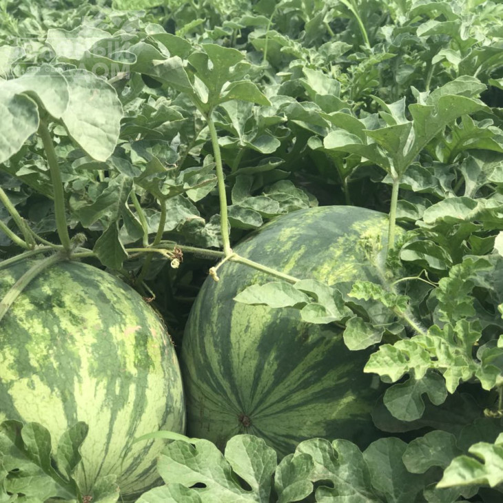 Феліп F1  (51-019) / Felipe F1  (51-019) фото 1