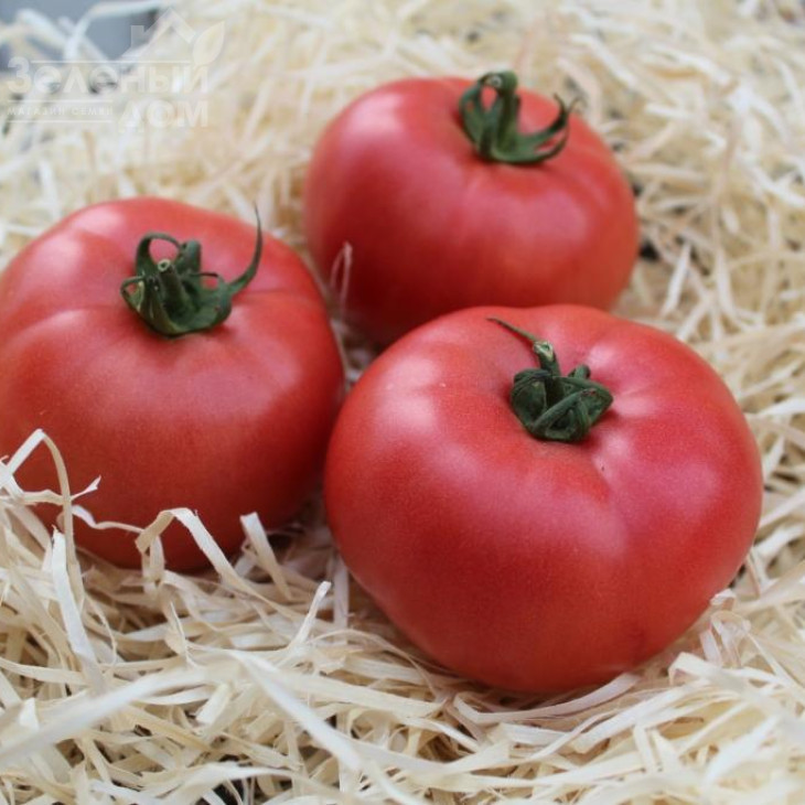 ПЛ 6210 / PL 6210 фото 1