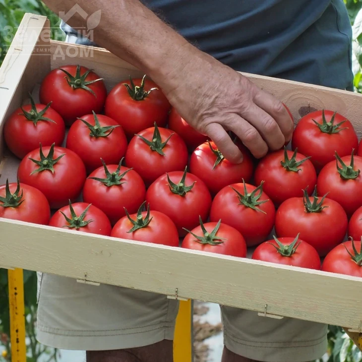 Галаксин F1 / Halaksyn F1  фото 2
