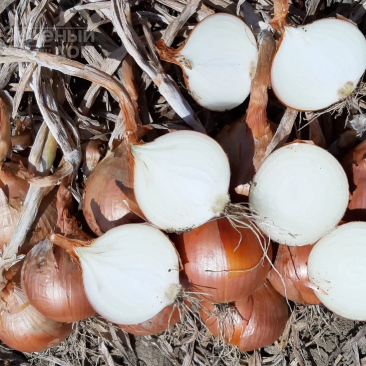 Отаман F1 / Otaman F1, 105-110 дней фото 2