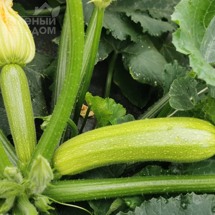 Сирио F1 (CRX 90197 F1) / Sirio F1 (CRX 90197 F1) фото 1