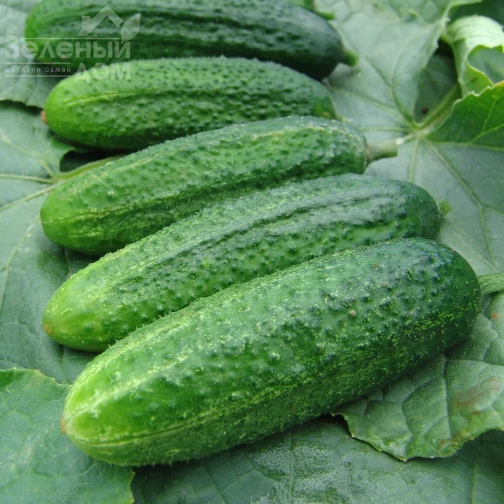 Аскольд F1 / Askold F1 фото 1