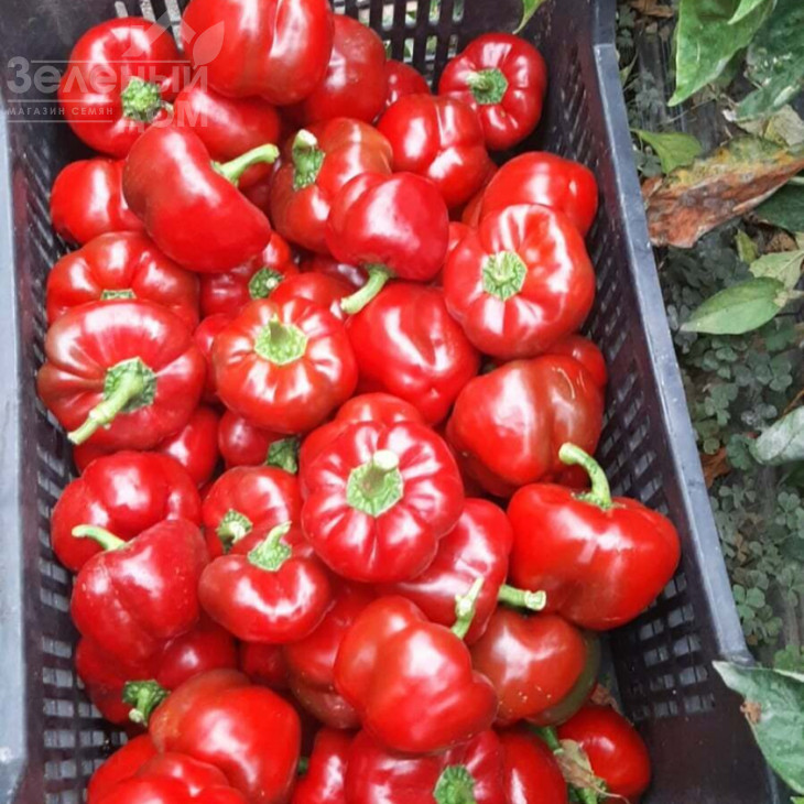 Топепо Россо - Флумери / Topepo Rosso - Flumeri, 67-70 днів фото 3