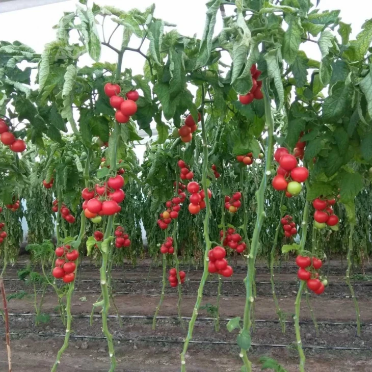 Маско F1 / Masco F1,75 дней фото 7